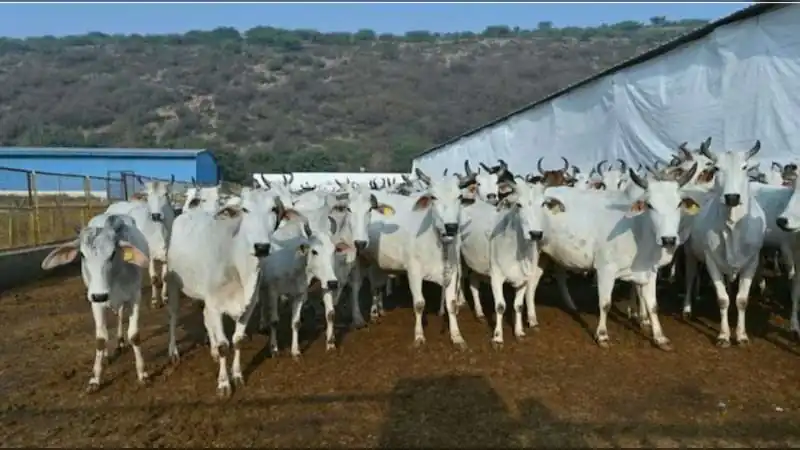 Jaipur Cow Shelter Scam: Government Gets Tough After ₹57 Crore Fraud Revelation